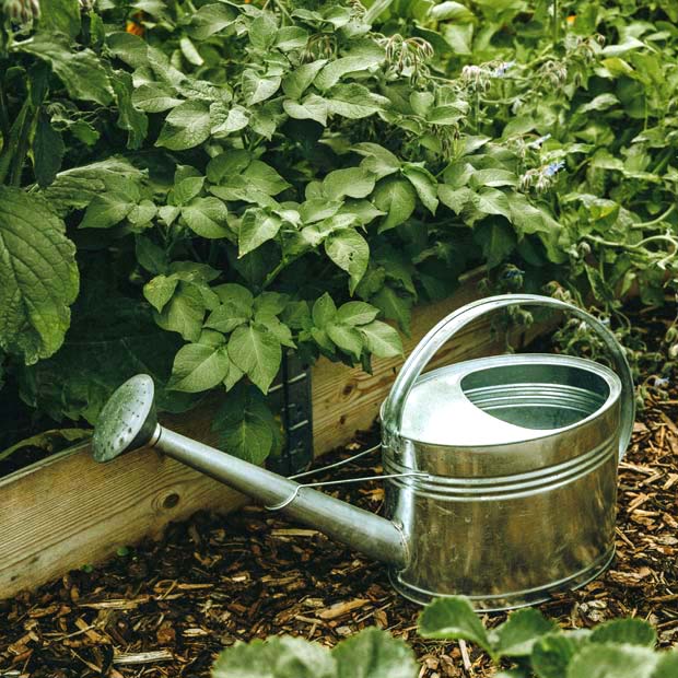 Potager Fertiliser Le Sol Avec De Lurine De La Cendre Et Des