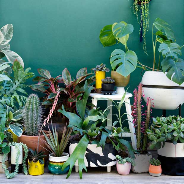 Meuble pour plantes d'intérieur : végétaliser votre déco ! - House