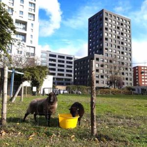 Eco-pâturage : quand moutons et chèvres <br>remplacent les tondeuses