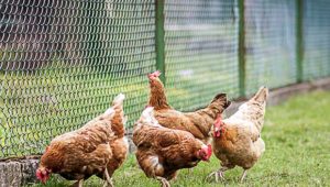 Recyclage des biodéchets : les poules championnes !